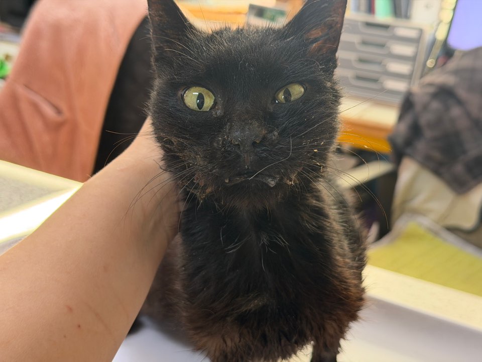 광주동물보호센터_429362202500904