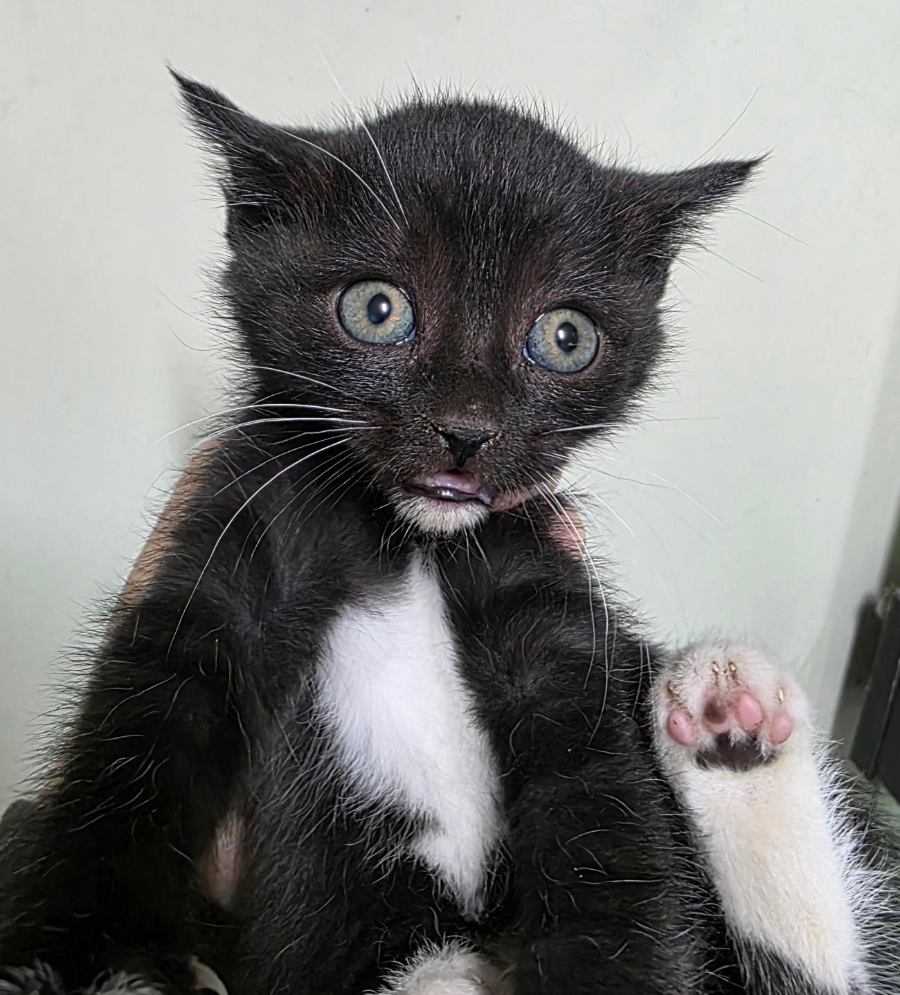 보호중 한국 고양이…