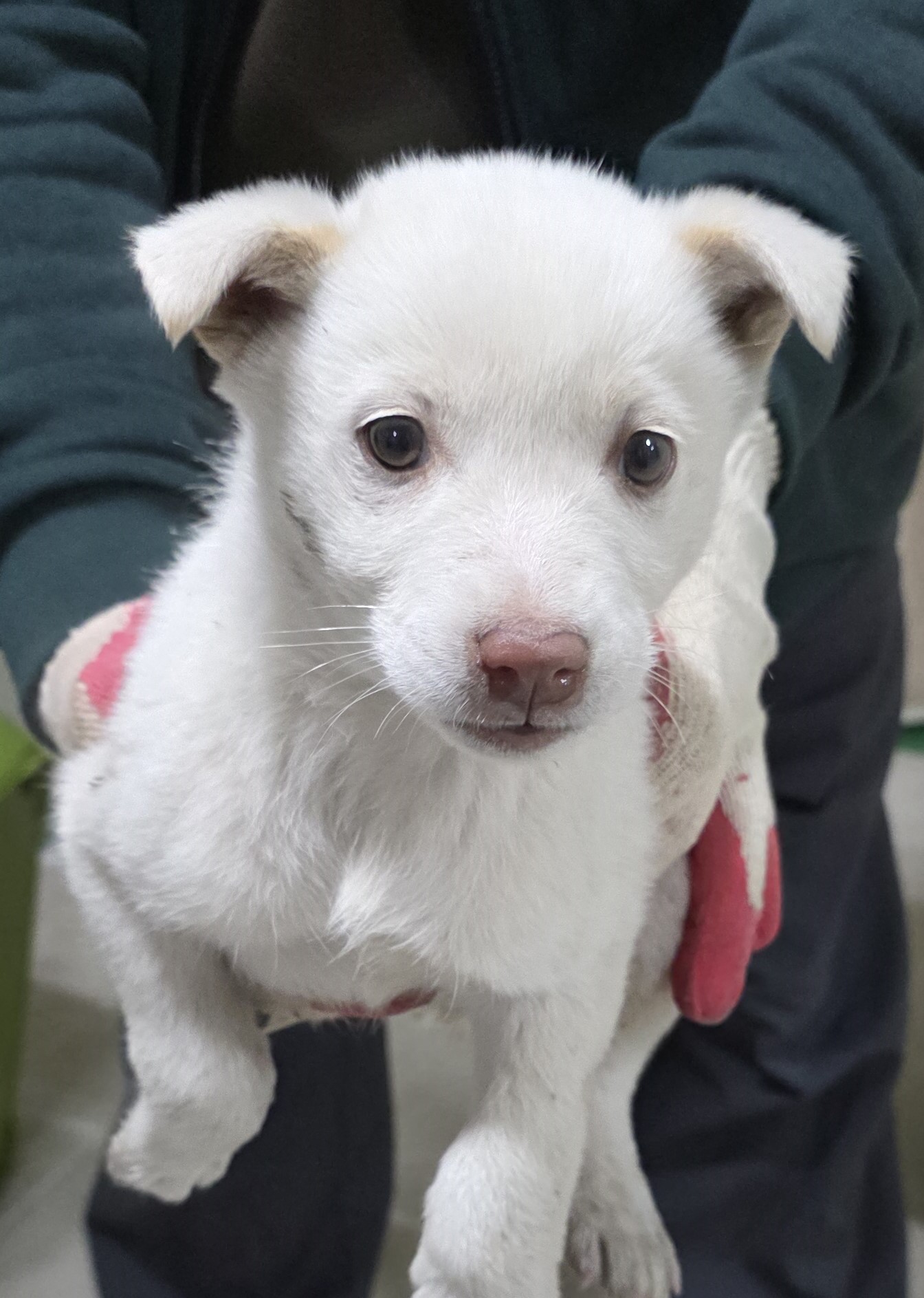 보호중 믹스견의 가…