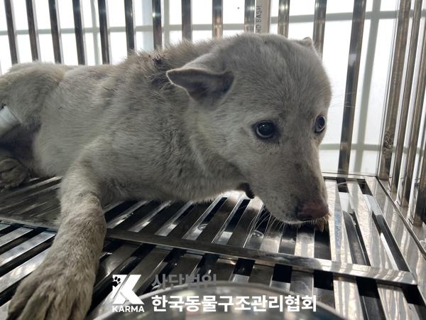 보호중 믹스견의 가…