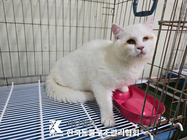 보호중 터키시 앙고…