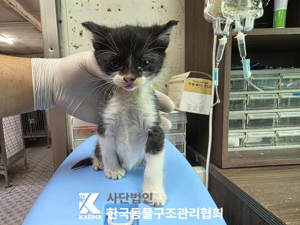 보호중 한국 고양이…