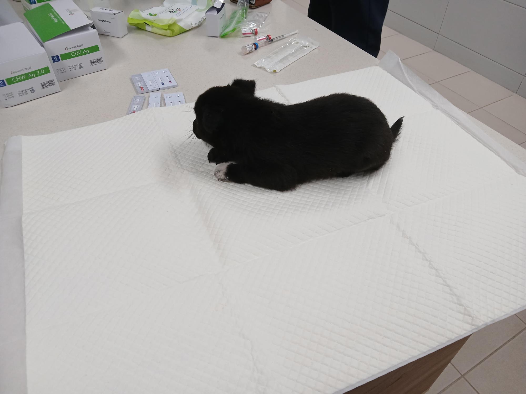 보호중 믹스견의 가…