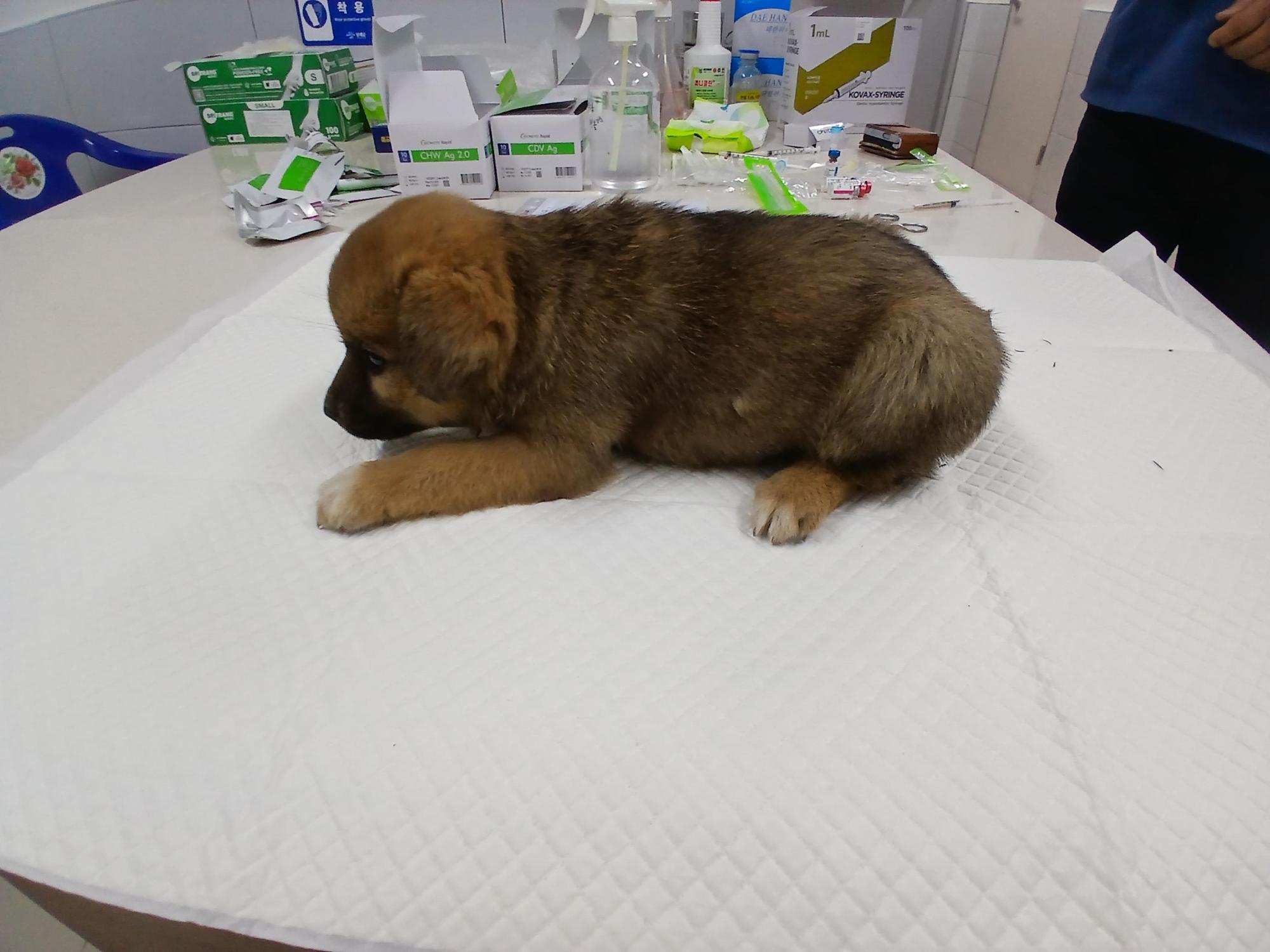 보호중 믹스견의 가…