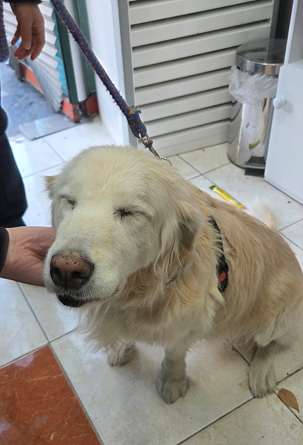 종료(반환) 골든 …