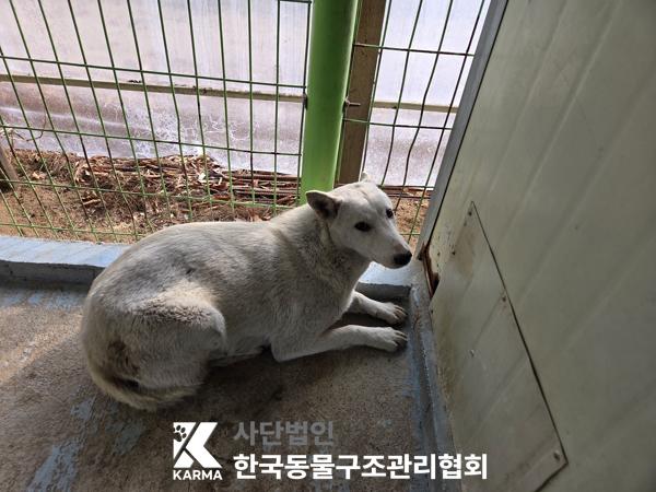 보호중 믹스견의 가…