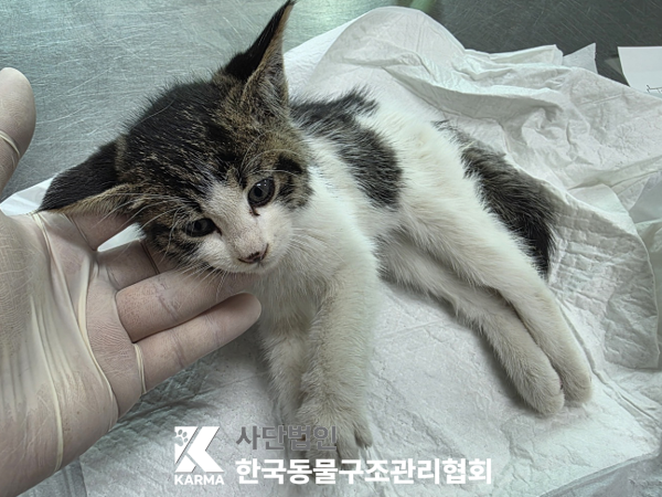 한국동물구조관리협회_411316202500720