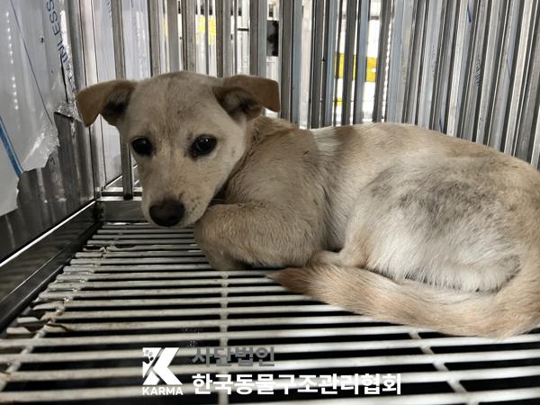 보호중 믹스견의 가…