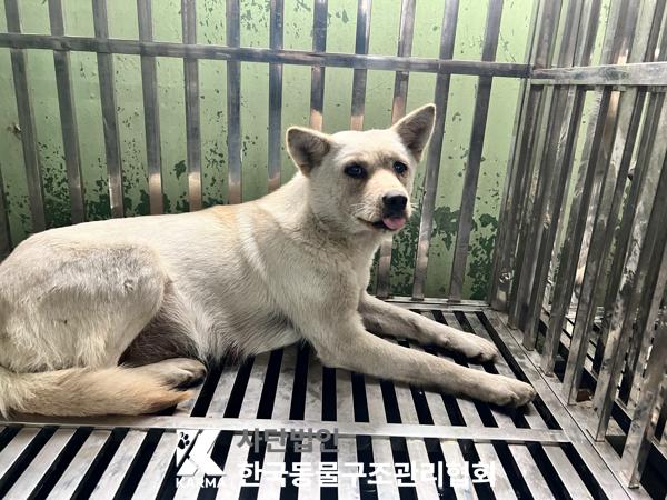 보호중 믹스견의 가…