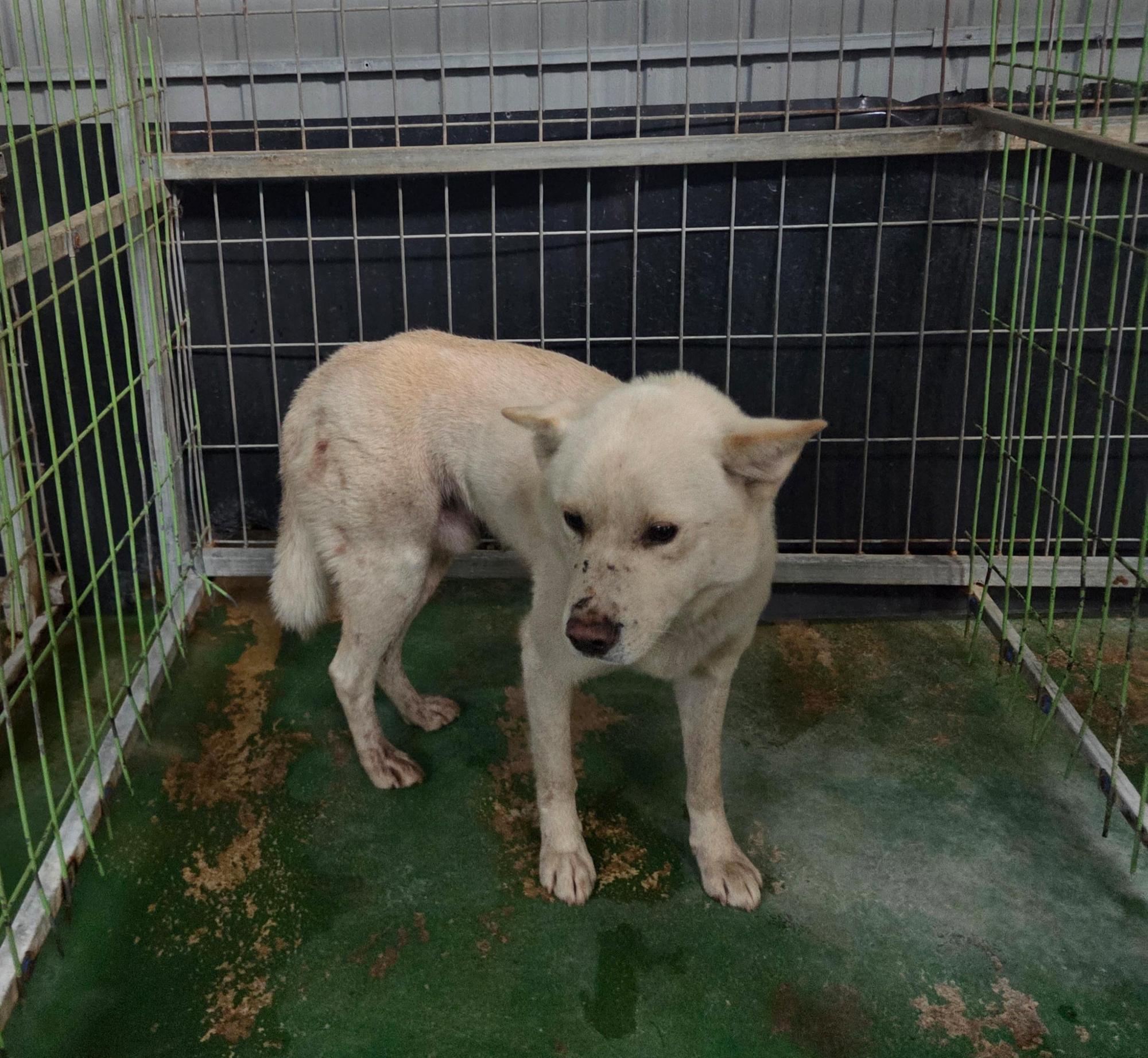 보호중 믹스견의 가…