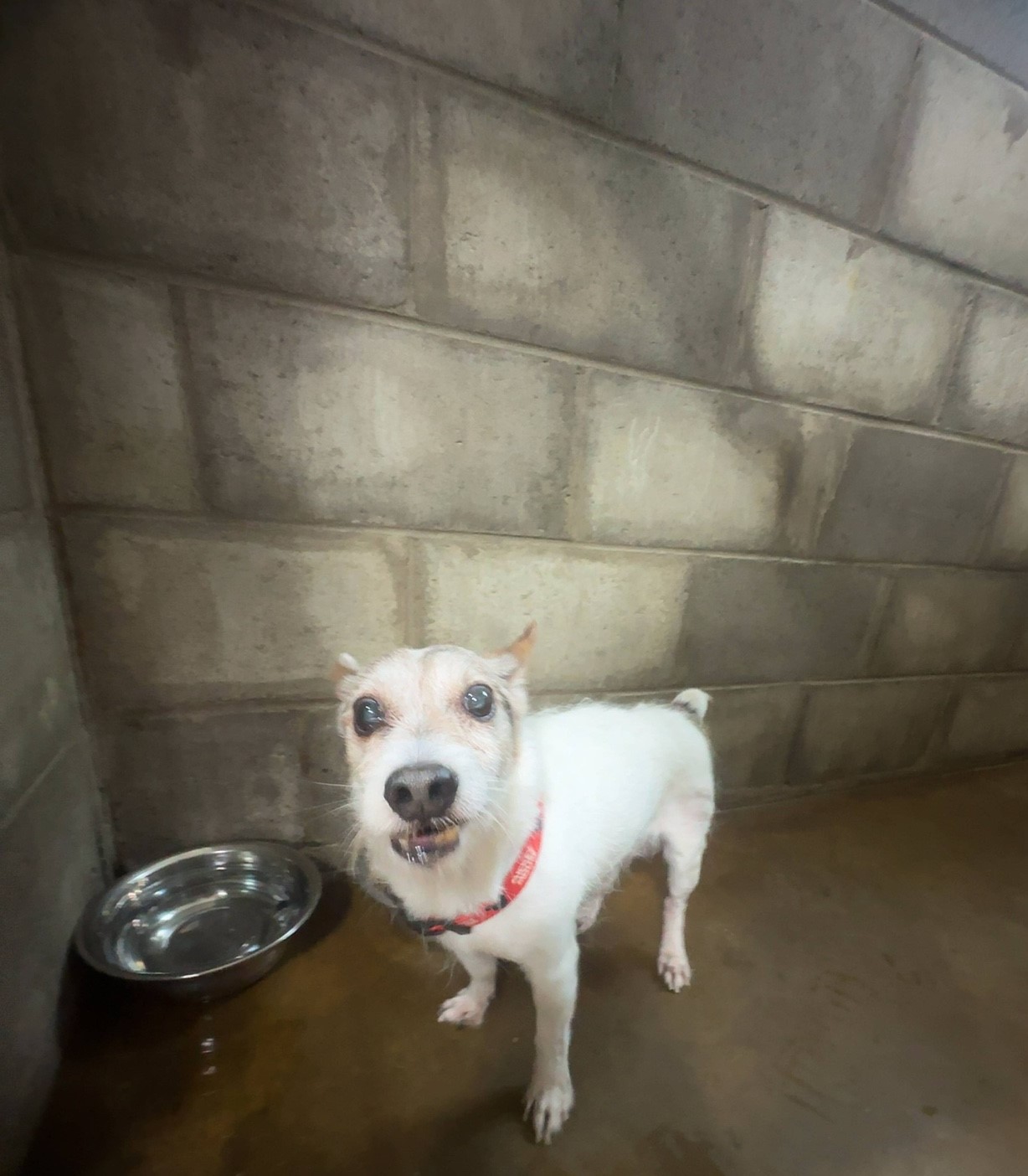 보호중 믹스견의 가…