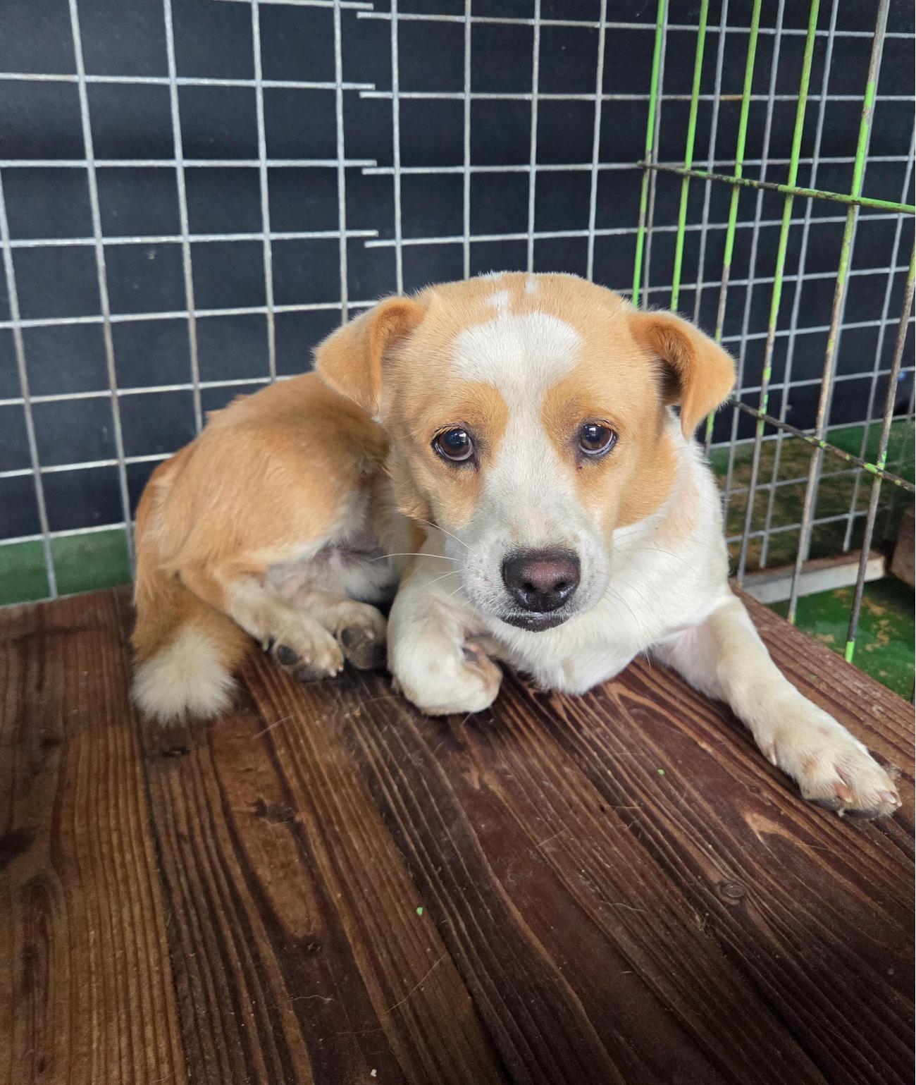 보호중 믹스견의 가…