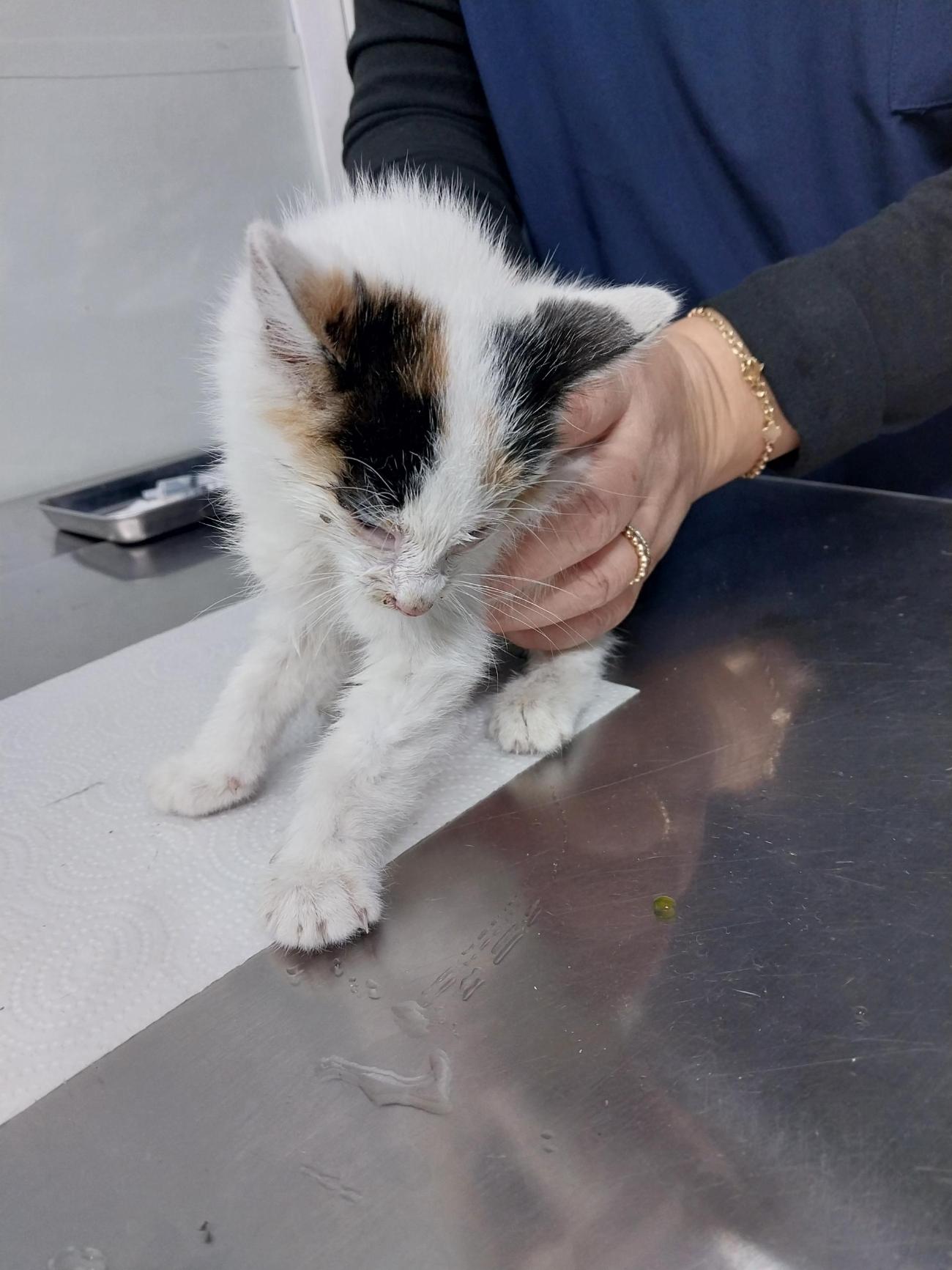 보호중 한국 고양이…