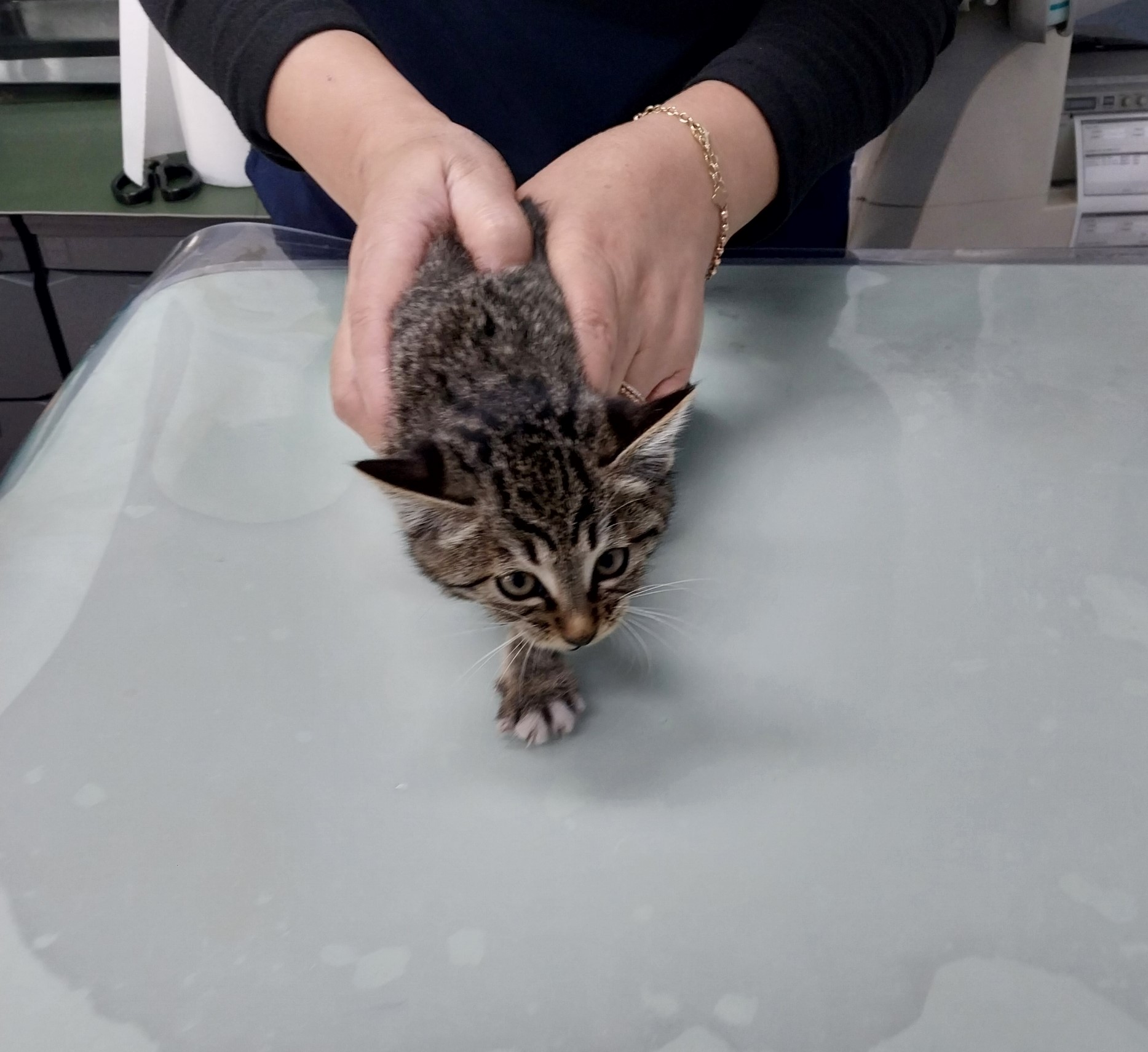 보호중 한국 고양이…