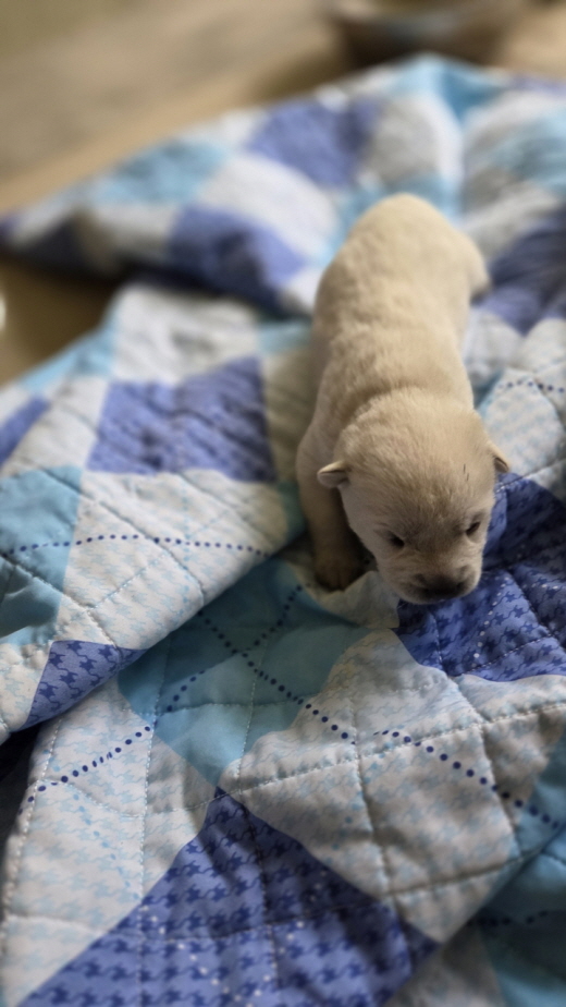 보호중 진도견의 가…