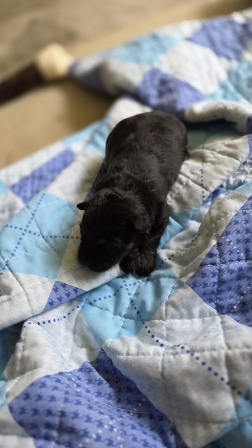 익산유기동물보호소_445468202503076