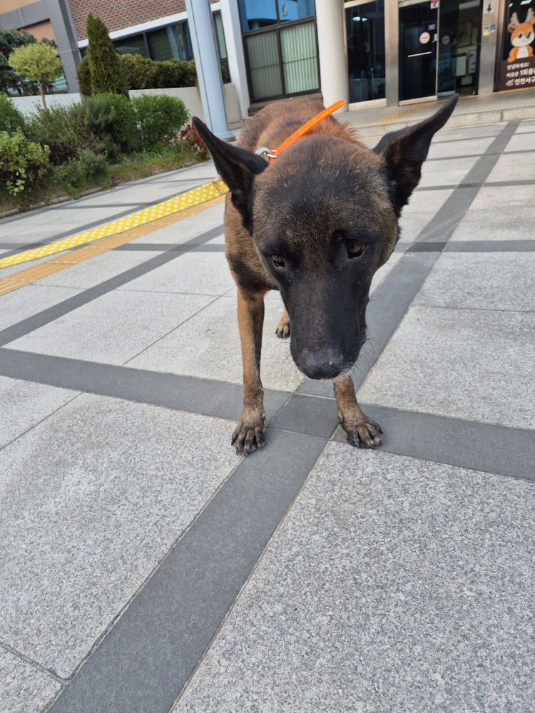 종료(반환) 믹스견…