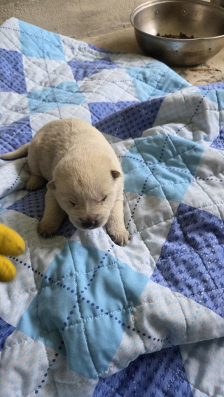 익산유기동물보호소_445468202503073