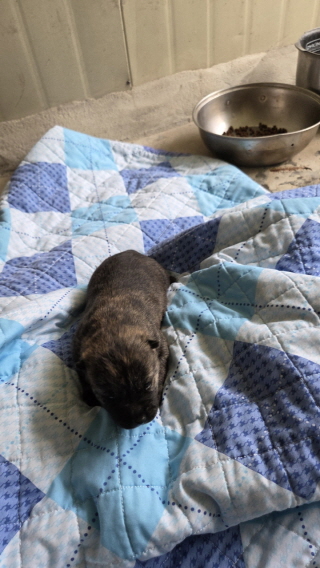 보호중 진도견의 가…