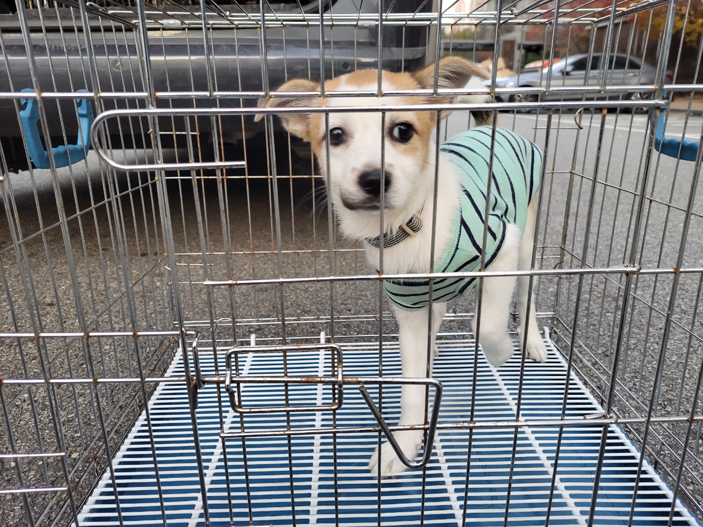 보호중 믹스견의 가…