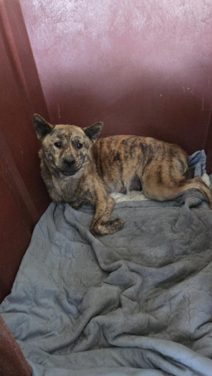 보호중 진도견의 가…