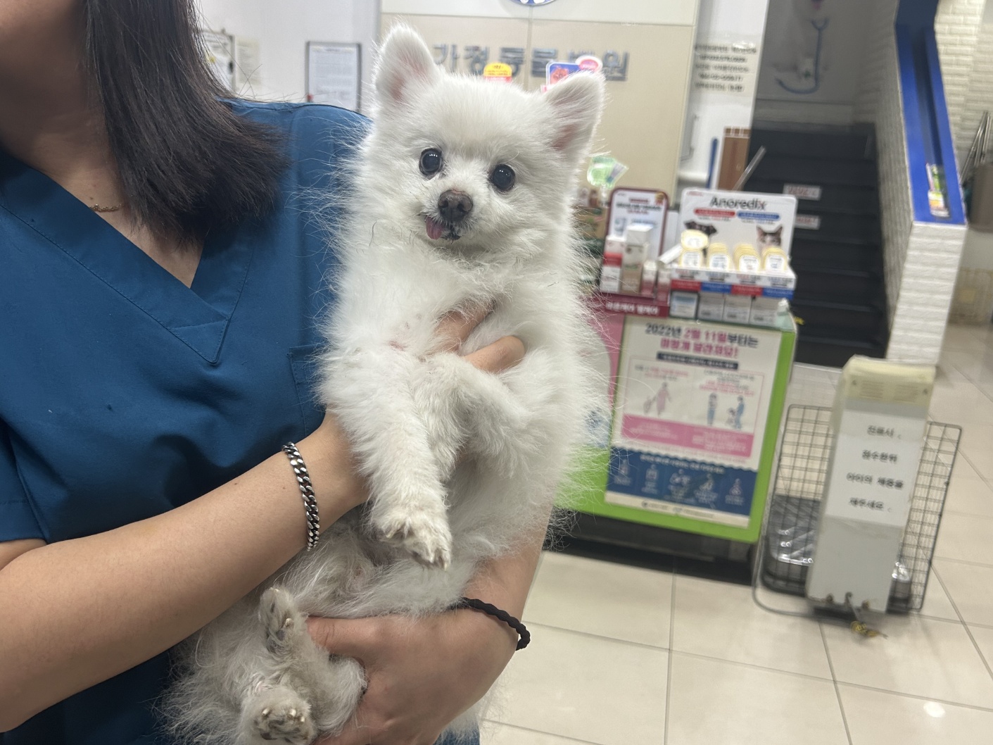 종료(반환) 포메라…