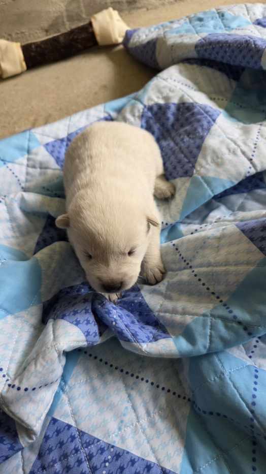 보호중 진도견의 가…