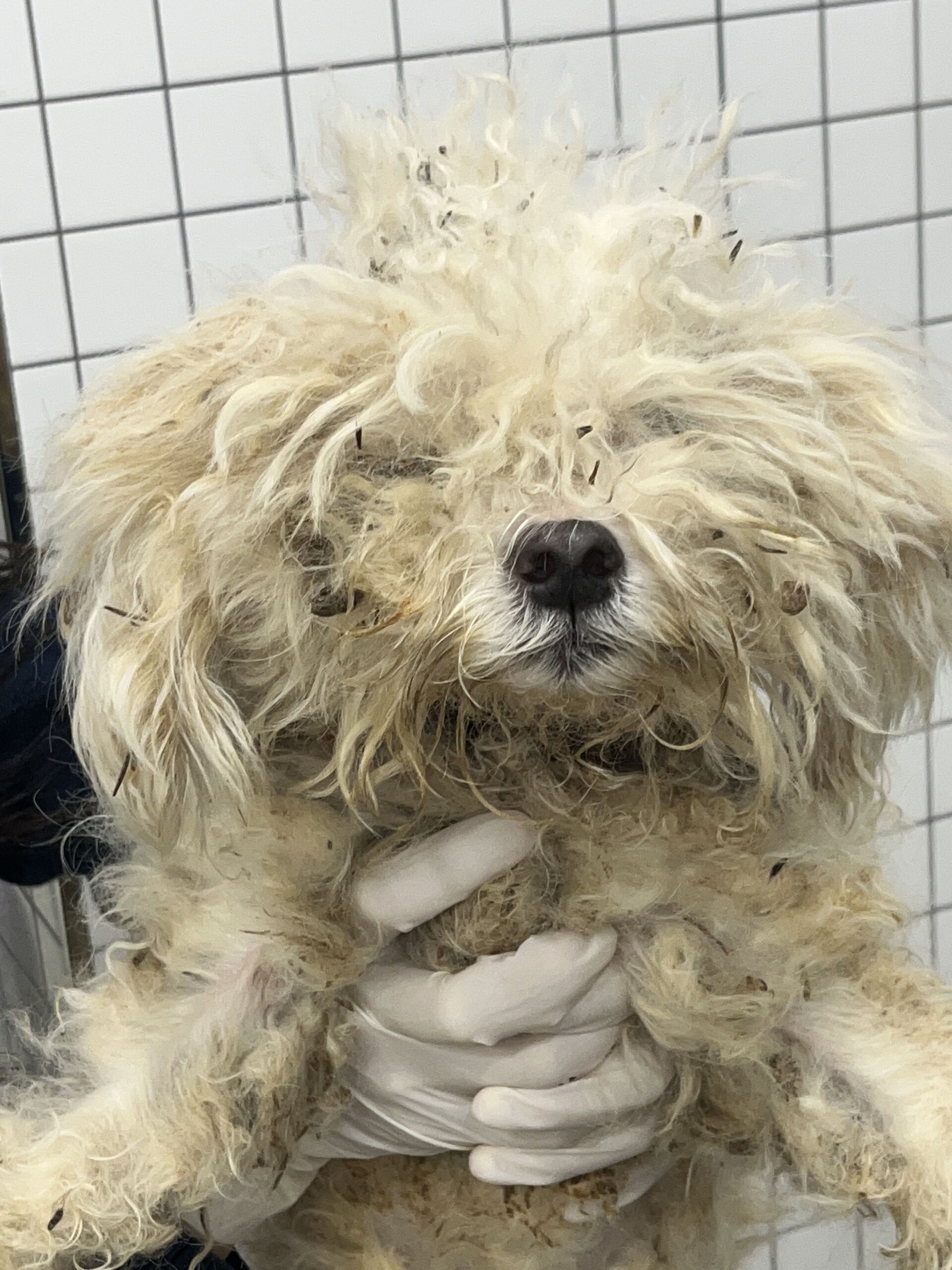 보호중 말티즈의 가…