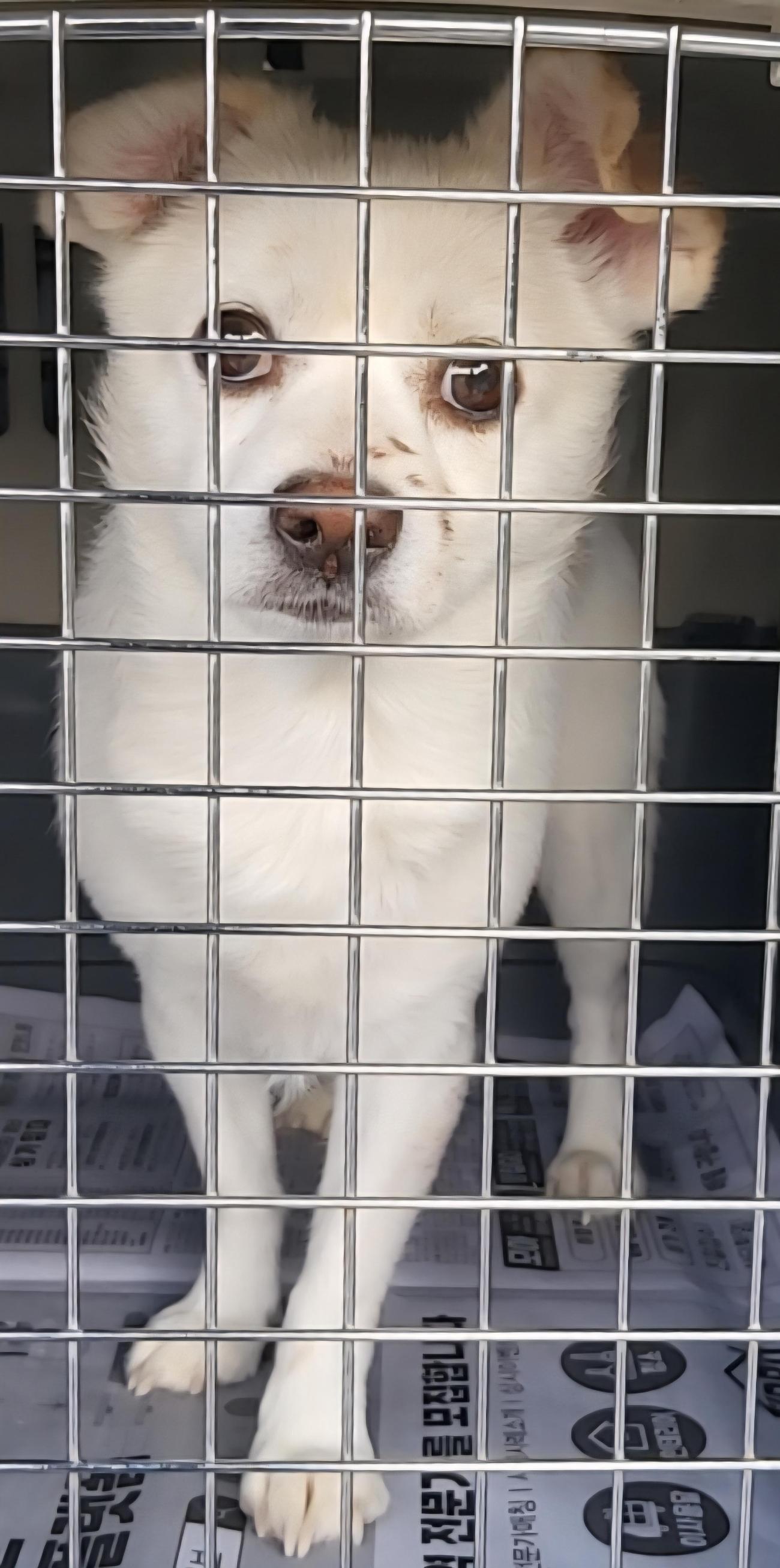 목포시유기동물보호소_446480202501670