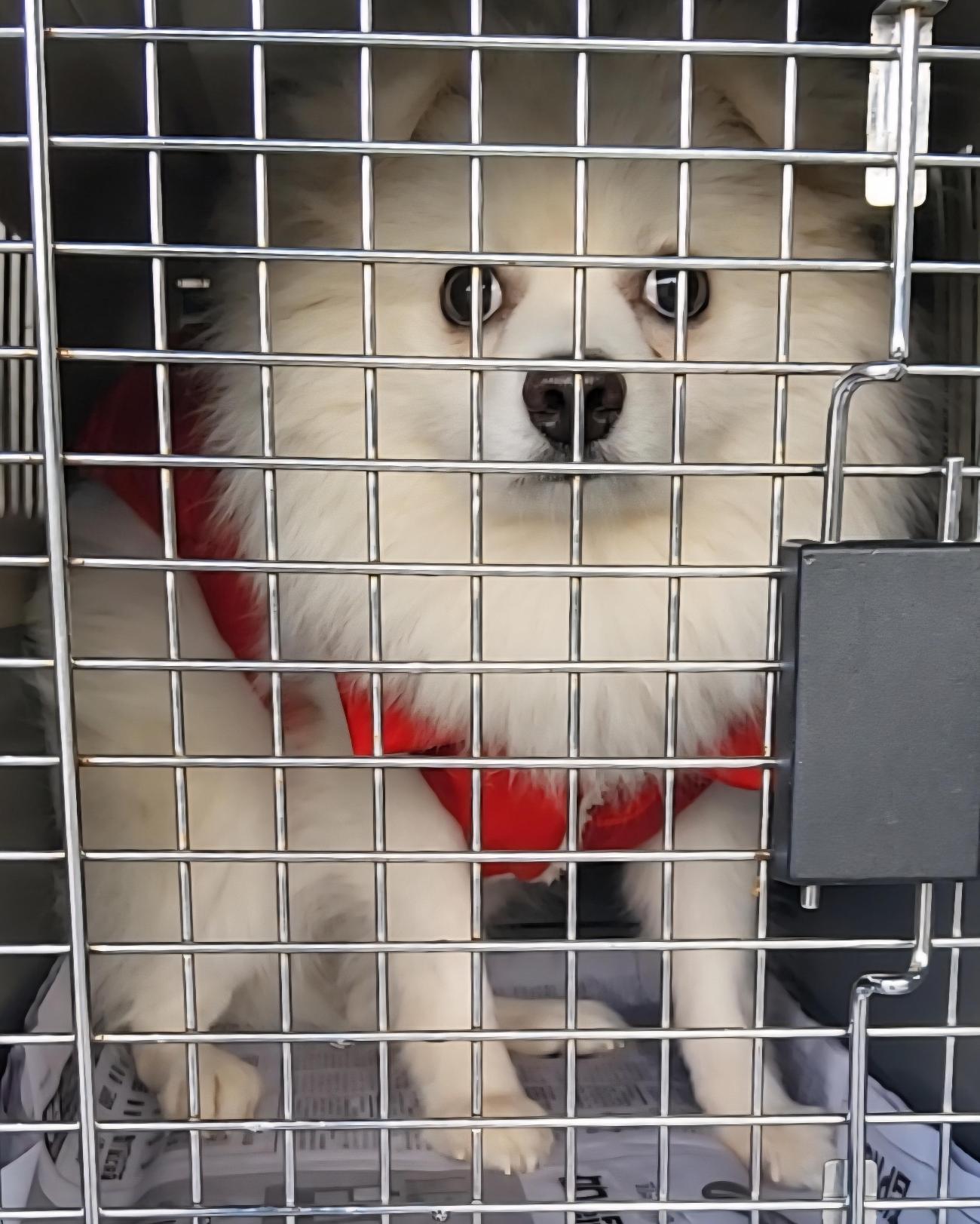 보호중 스피츠의 가…