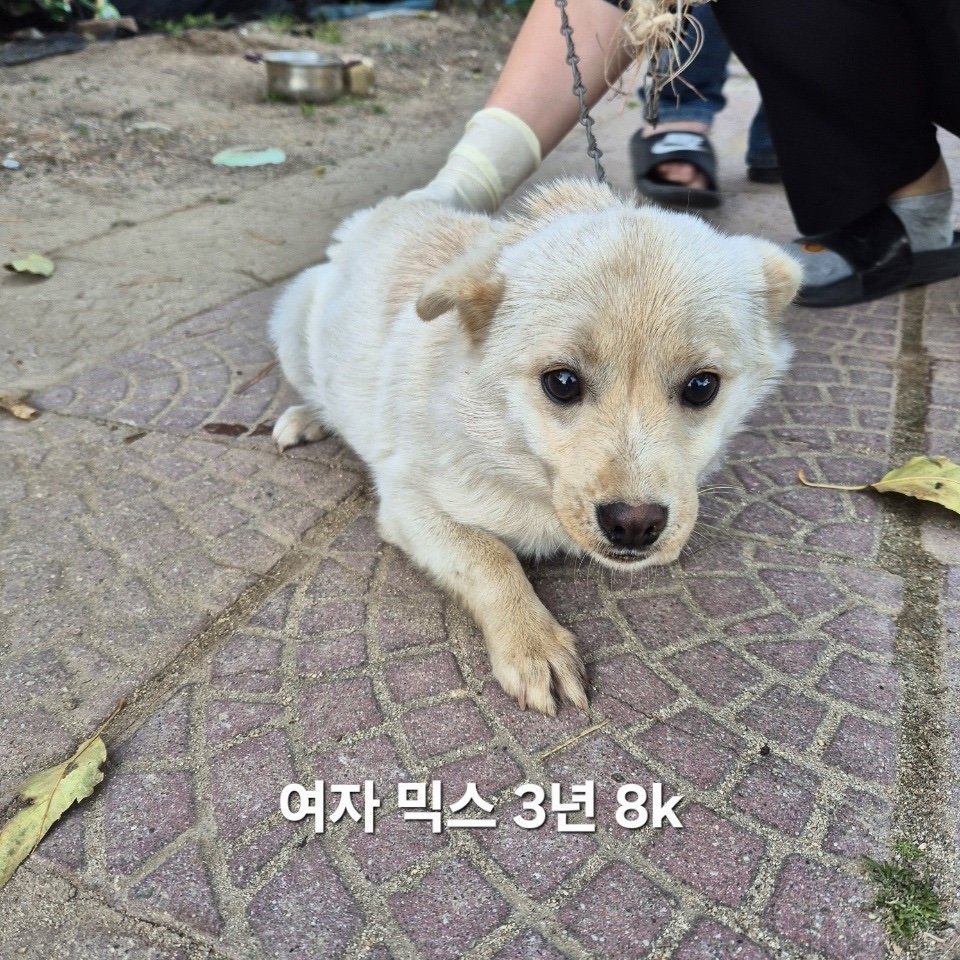 보호중 믹스견의 가…