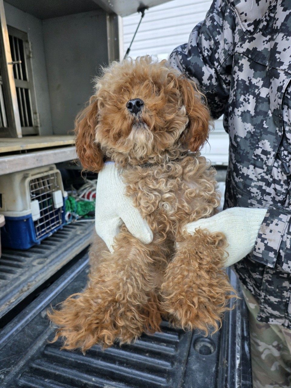 보호중 푸들의 가족…