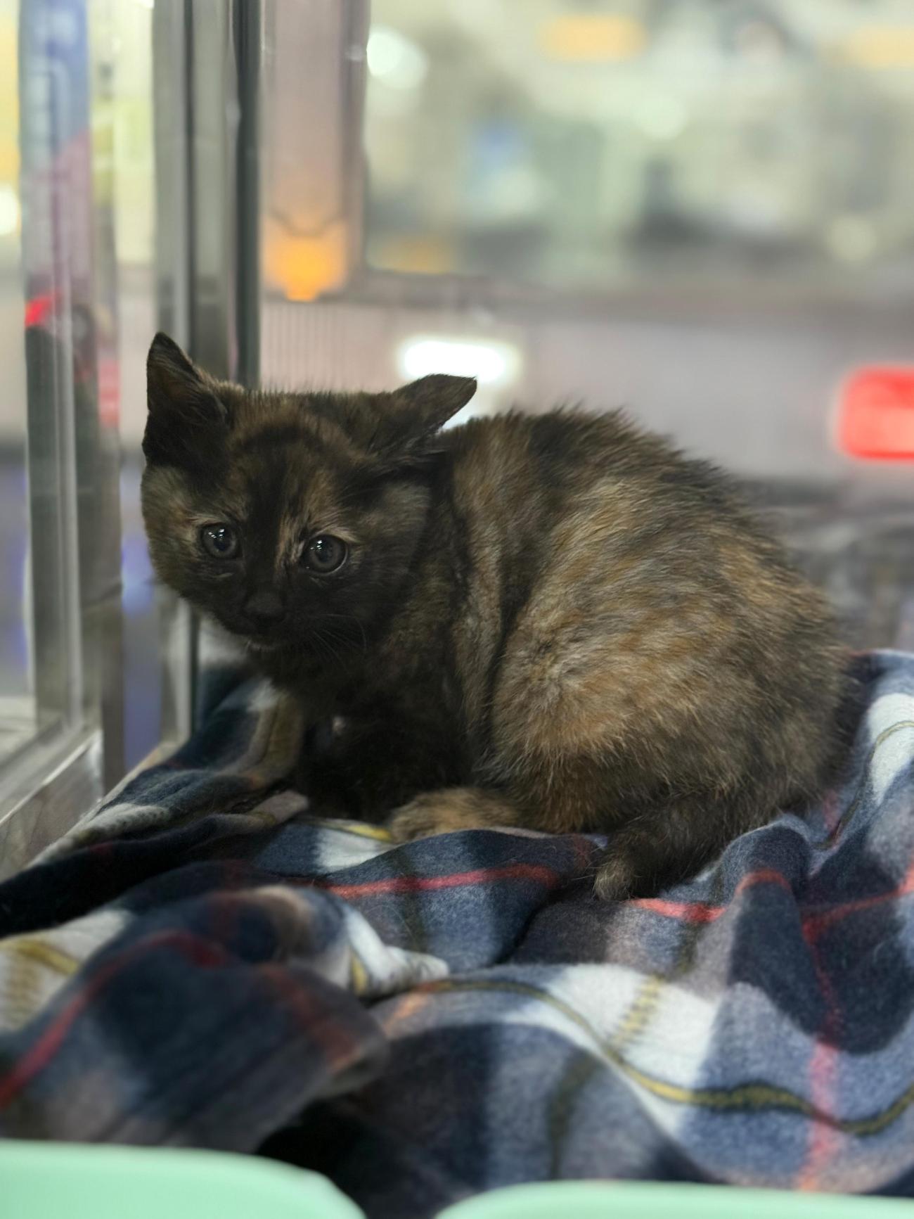 보호중 한국 고양이…