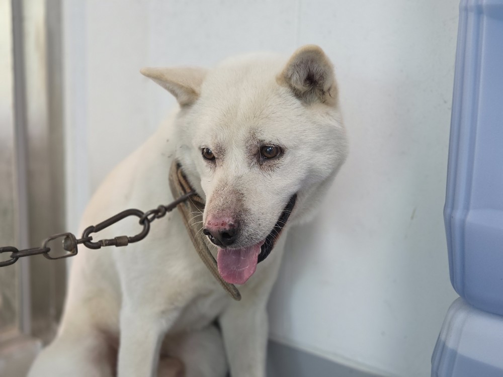 종료(반환) 믹스견…