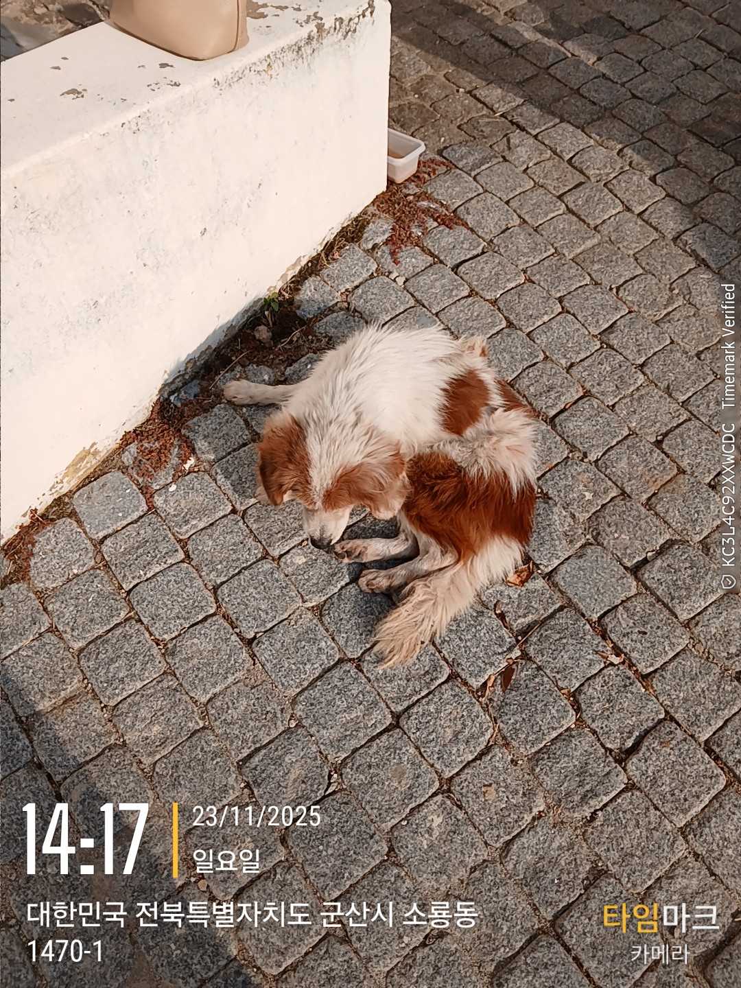 보호중 믹스견의 가…