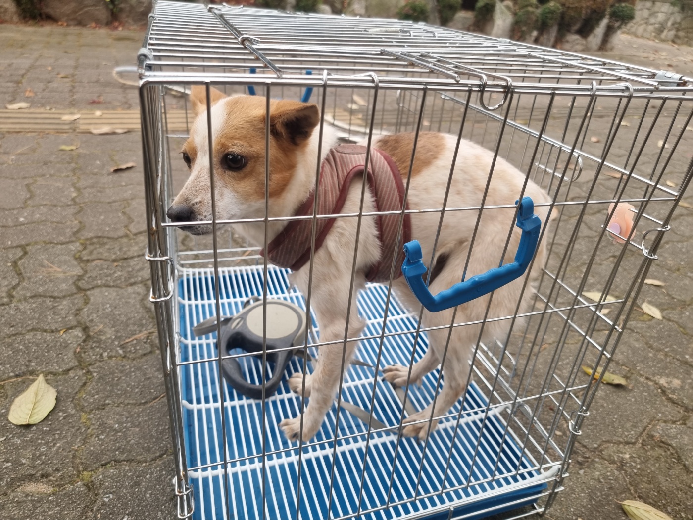 종료(반환) 믹스견…