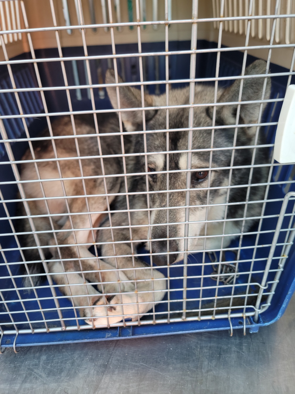 거제시동물보호센터_448537202501438