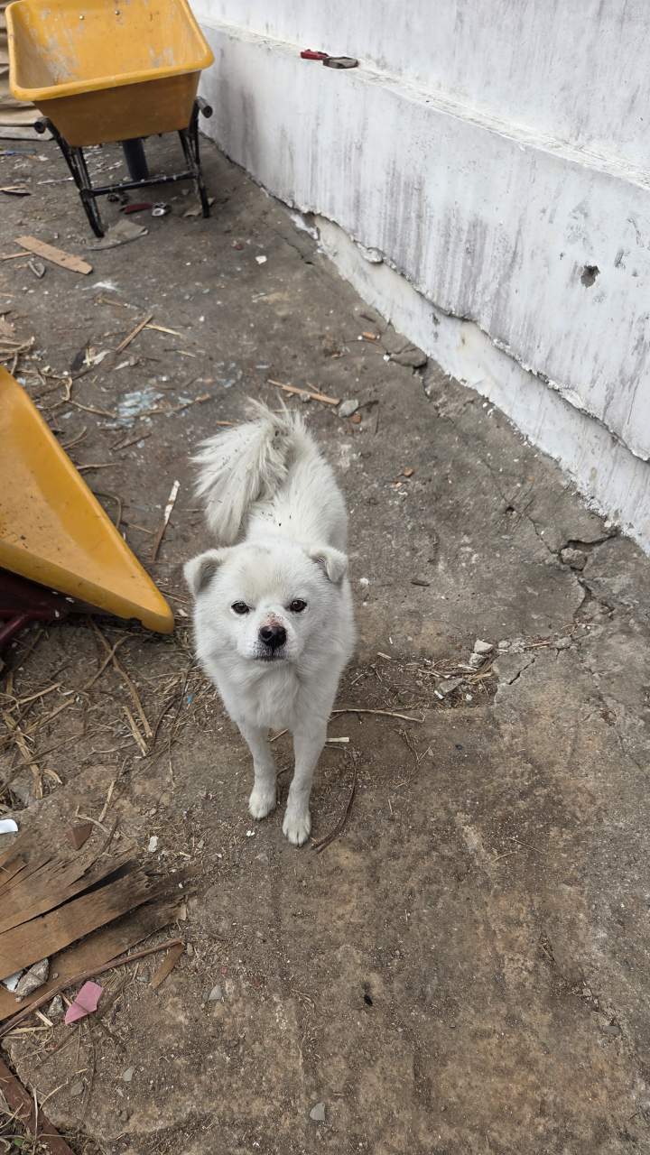 보호중 믹스견의 가…