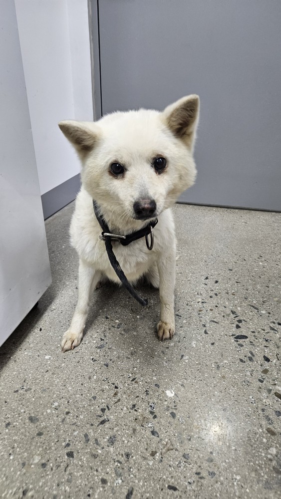 보호중 믹스견의 가…