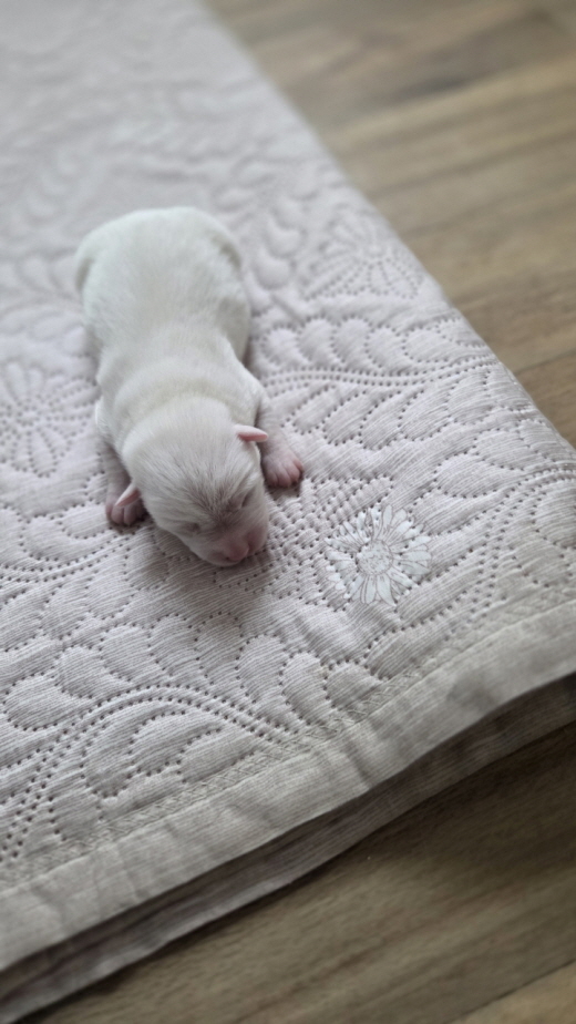 익산유기동물보호소_445468202503081