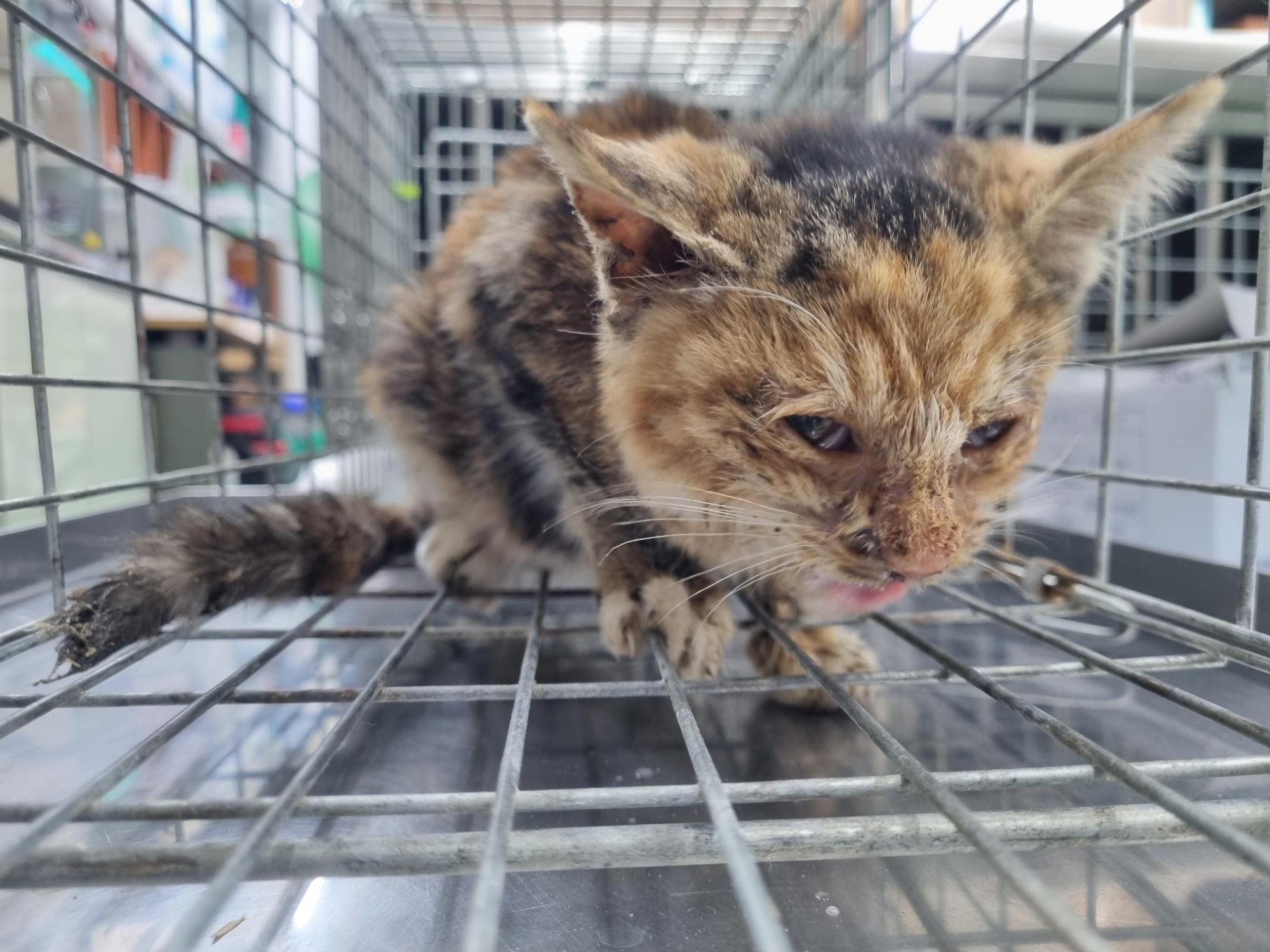 보호중 한국 고양이…