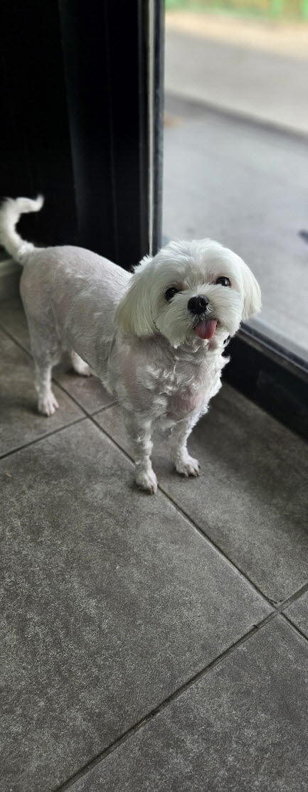 익산유기동물보호소_445468202503083