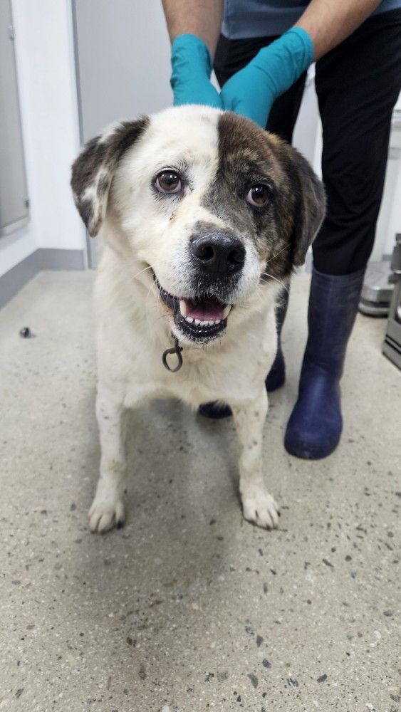 보호중 믹스견의 가…