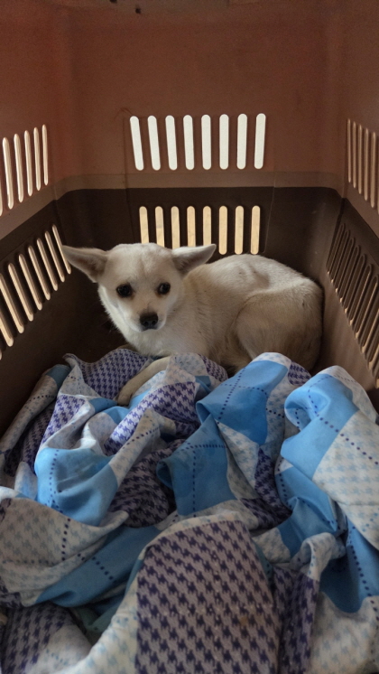 보호중 믹스견의 가…