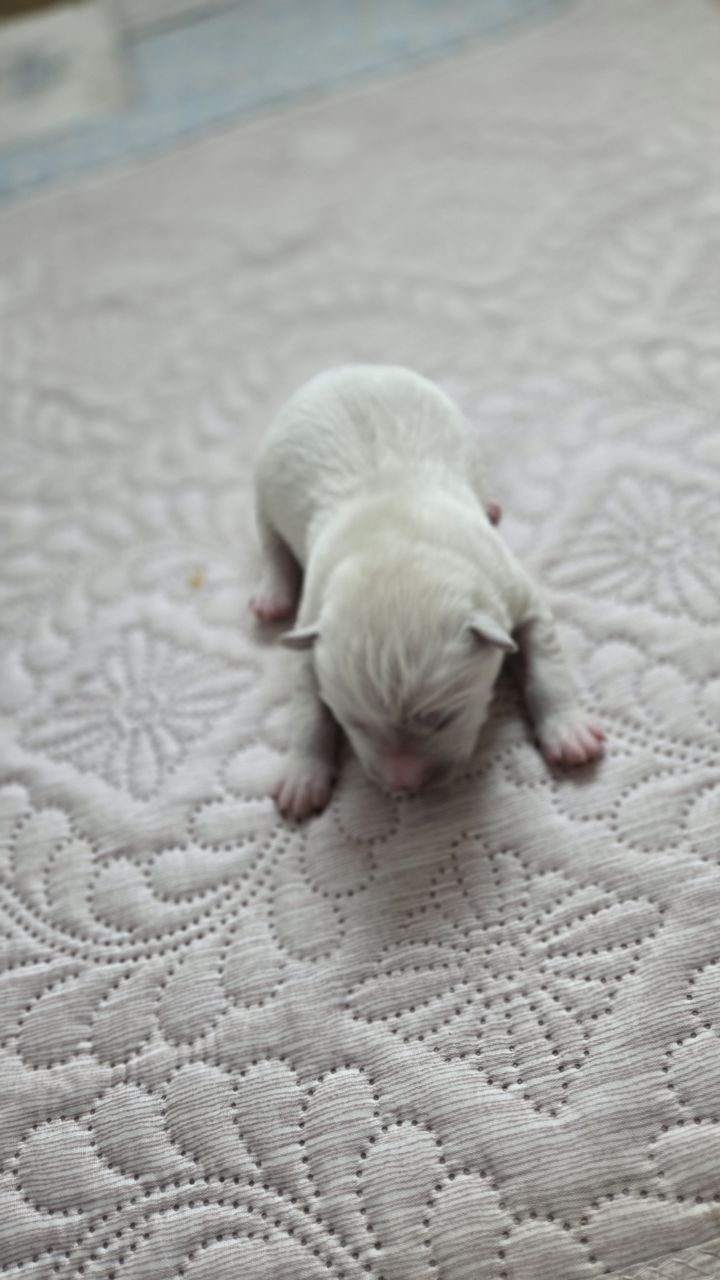 보호중 믹스견의 가…