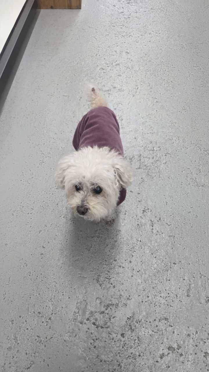 보호중 비숑 프리제…