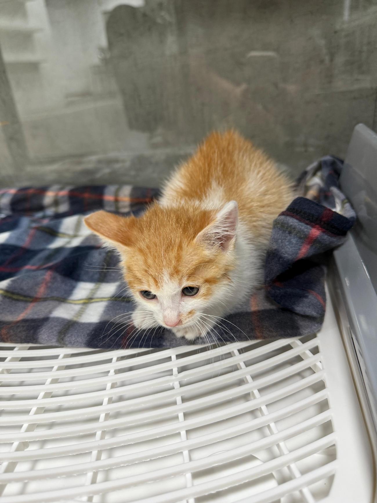 보호중 한국 고양이…