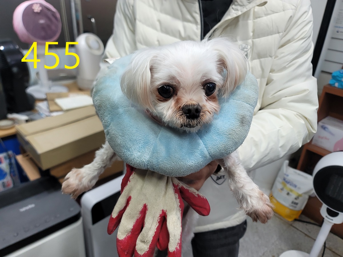 보호중 말티즈의 가…