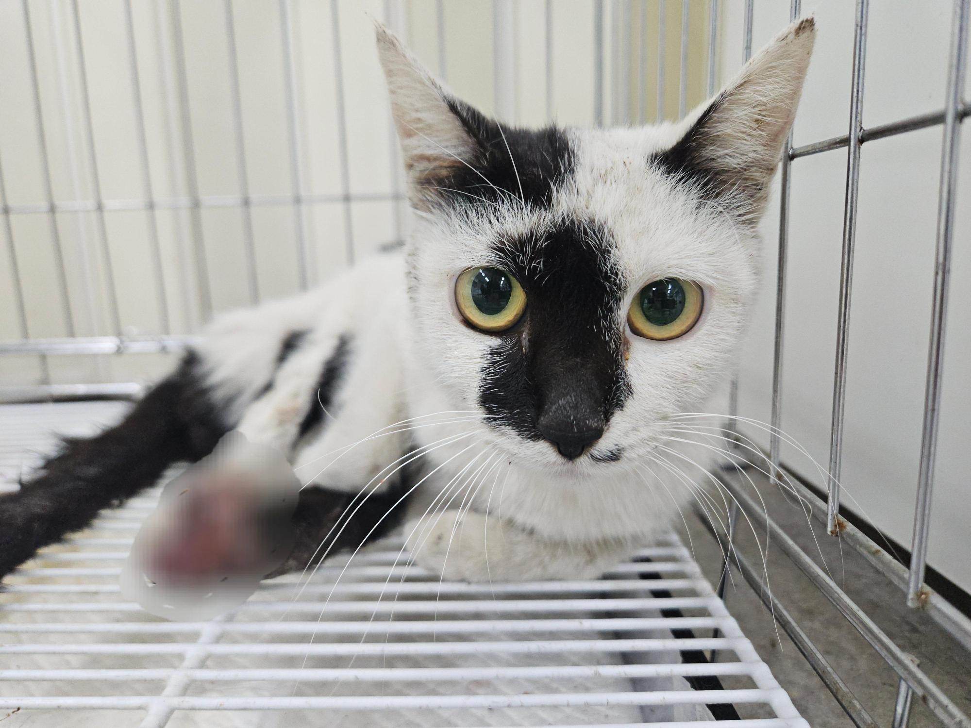 경주동물사랑보호센터_447505202501625