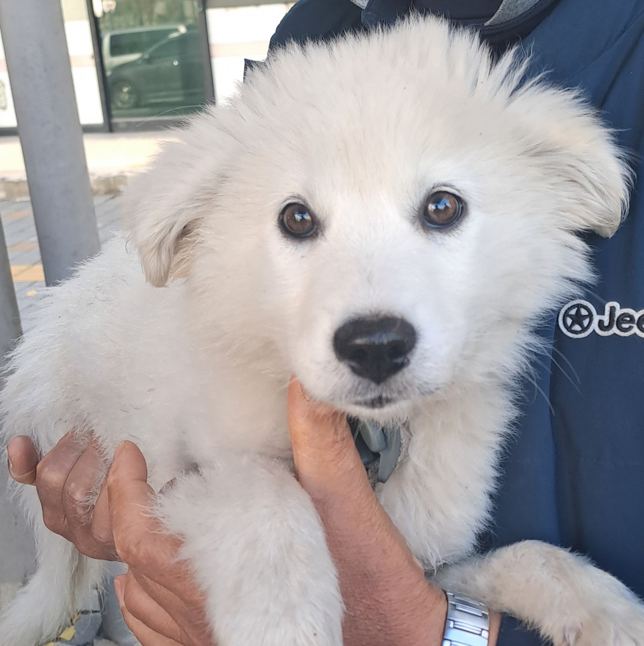 보호중 믹스견의 가…